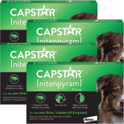 Frontline and capstar hot sale
