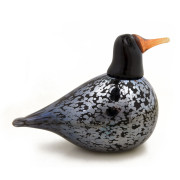 Bianco Blu Blackbird
